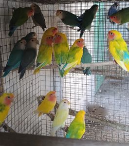 Продам нерозлучники рожевощокі