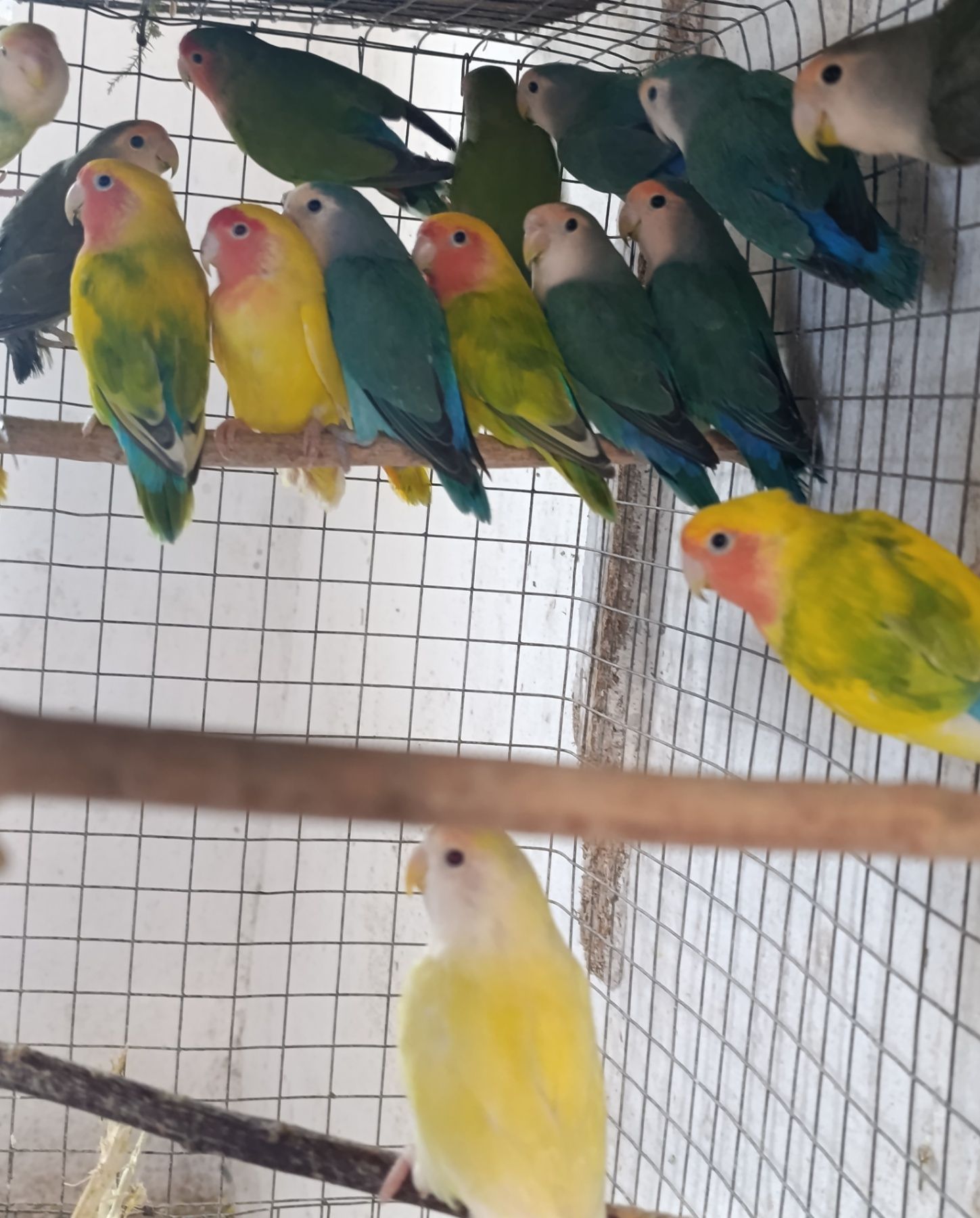 Продам нерозлучники рожевощокі