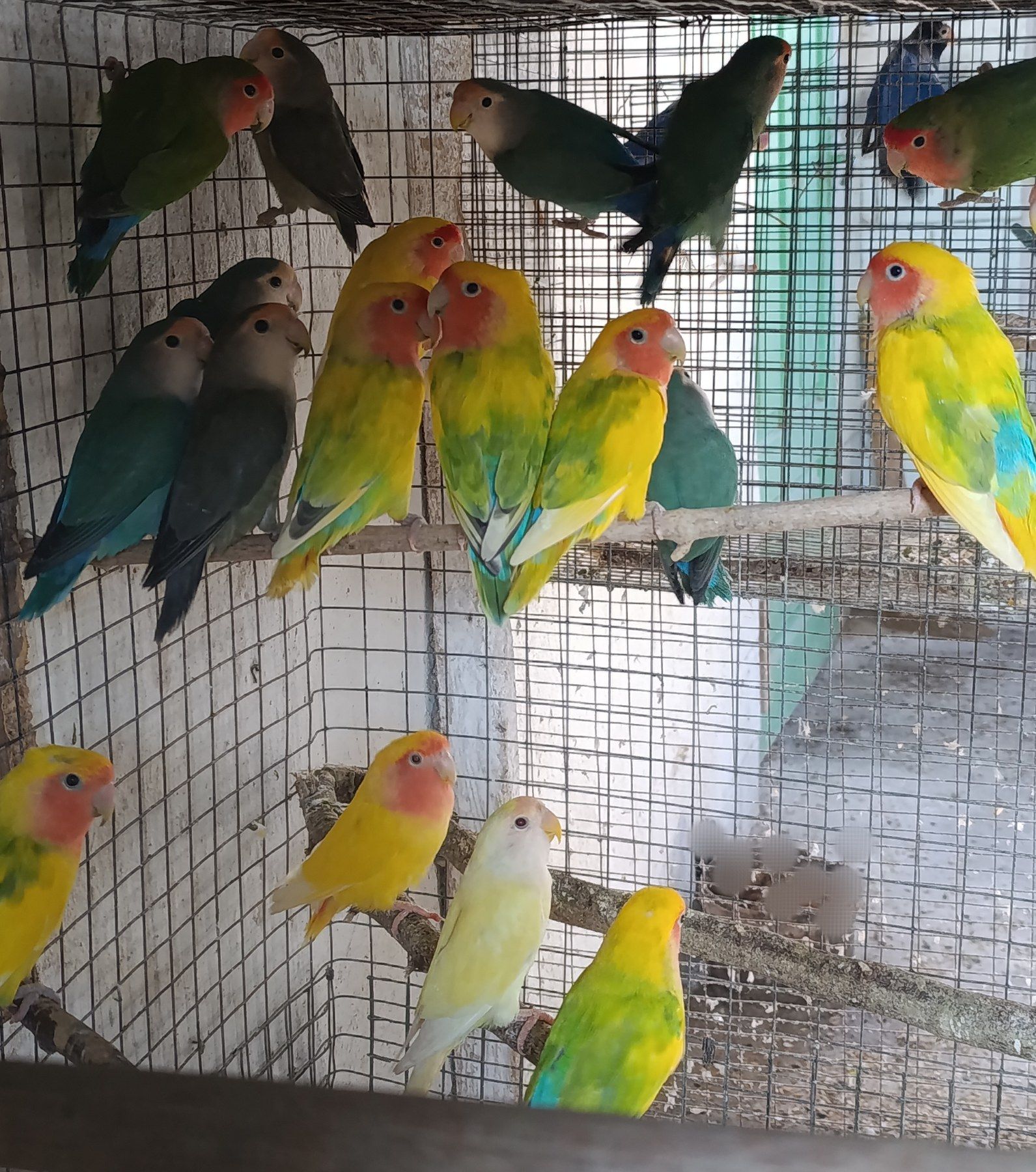 Продам нерозлучники рожевощокі