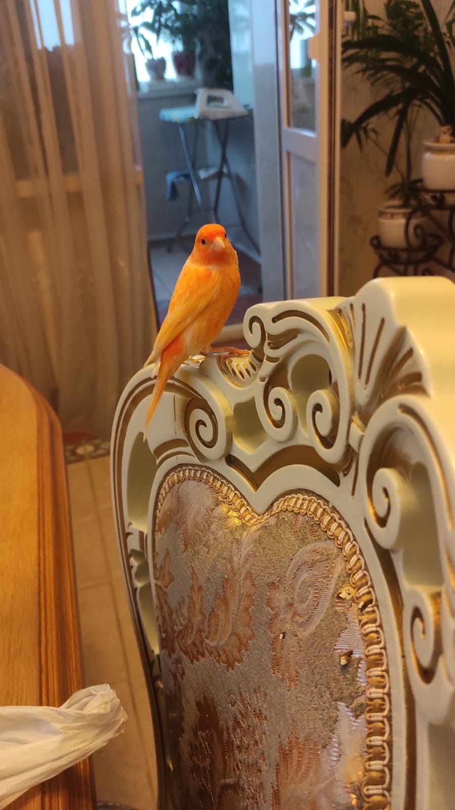 Продаж канарки