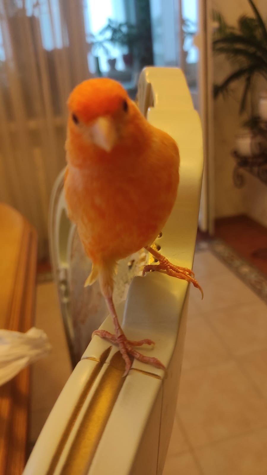 Продаж канарки