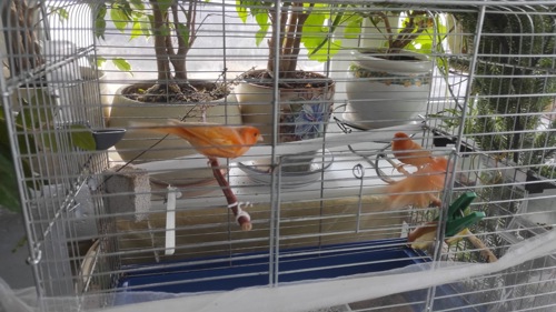 Продаж канарки