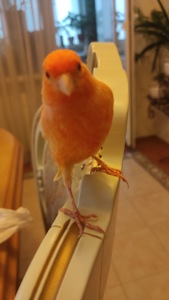 Продаж канарки