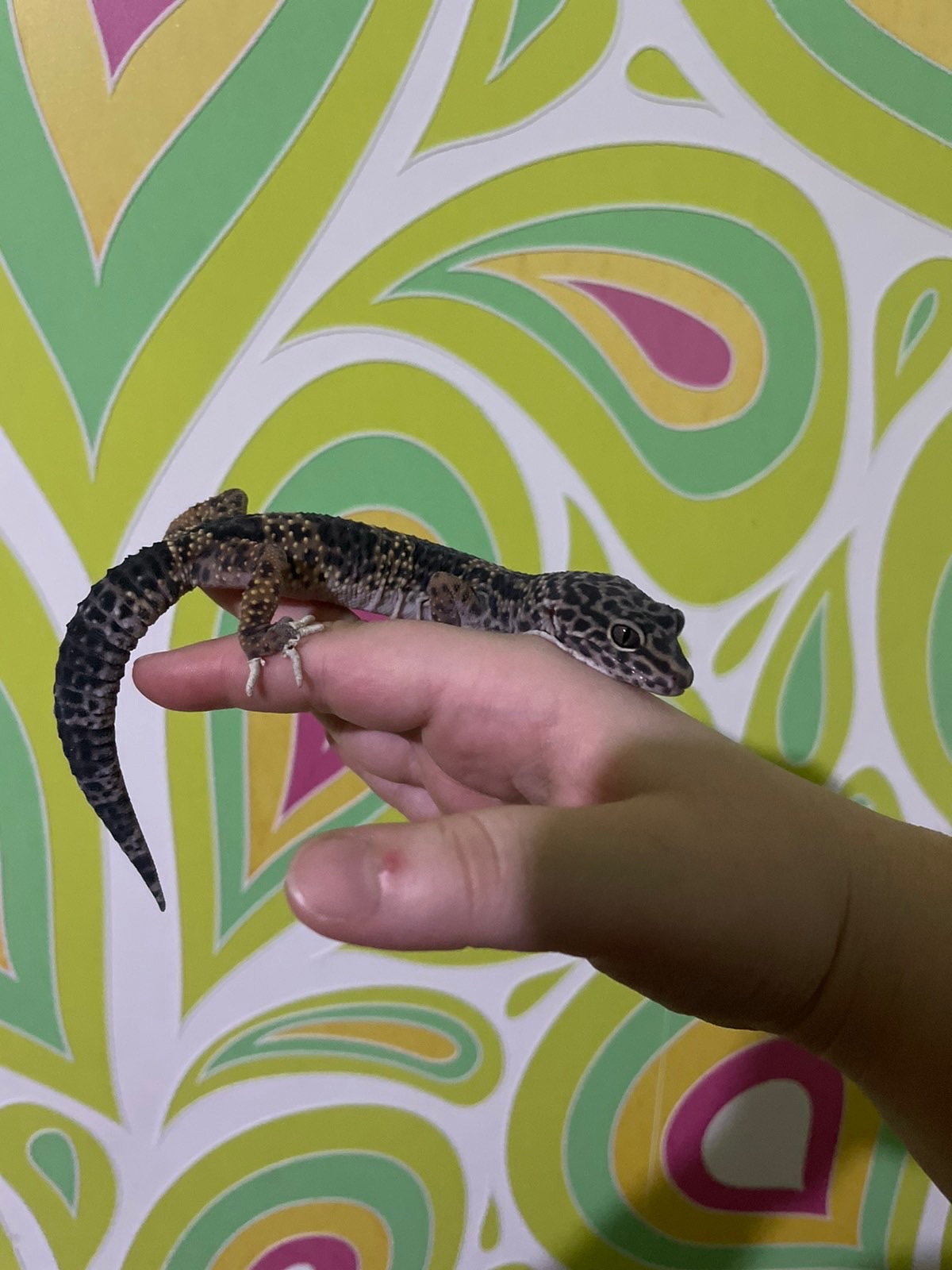 Еублефар - Стандартный.