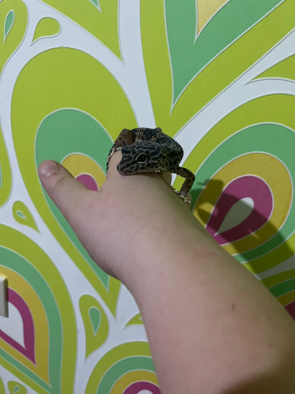 Еублефар - Стандартный.