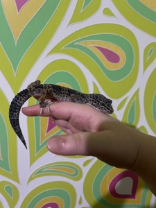 Еублефар - Стандартный.