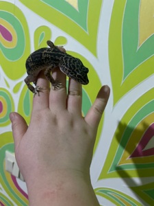 Еублефар - Стандартный.