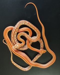 Маисовые полозы