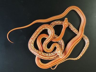 Маисовые полозы