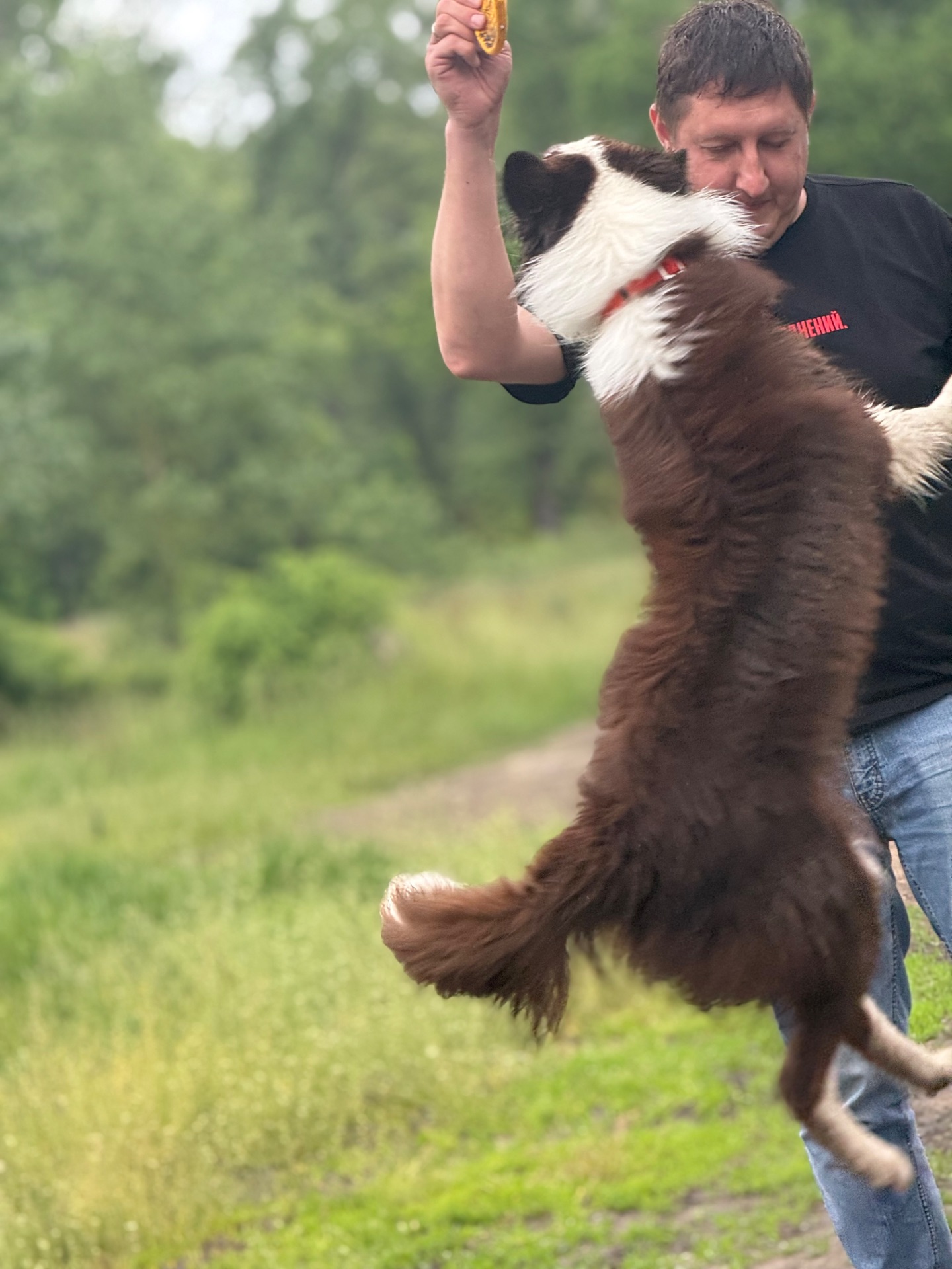 Вʼязка Бордер Коллі