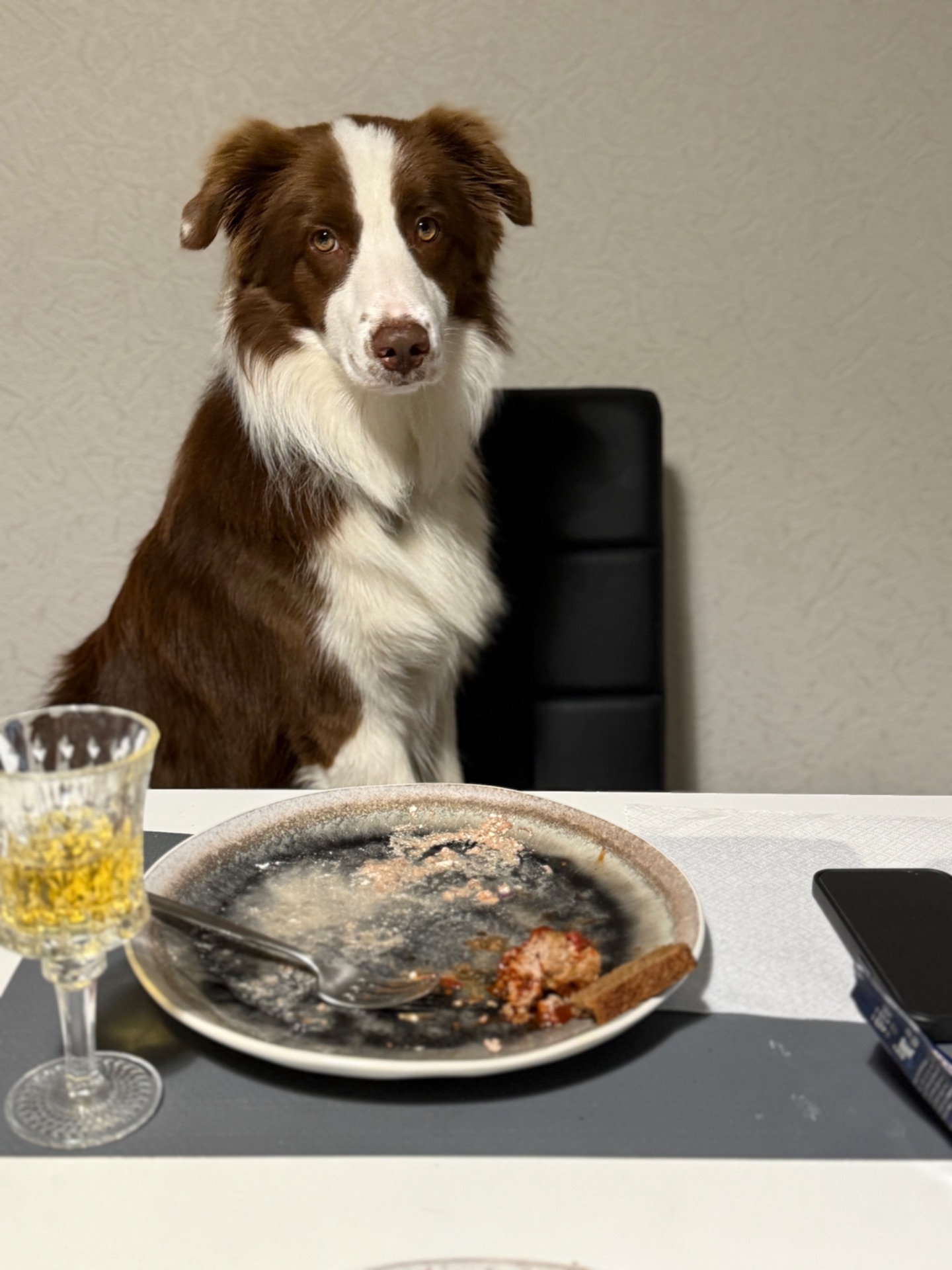 Вʼязка Бордер Коллі