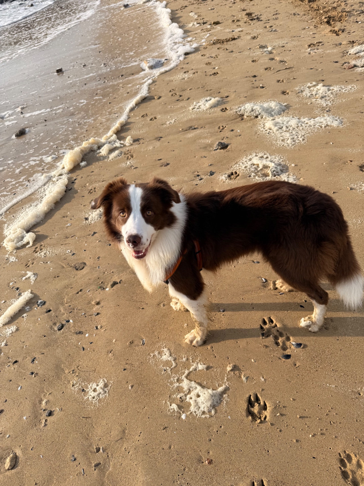 Вʼязка Бордер Коллі