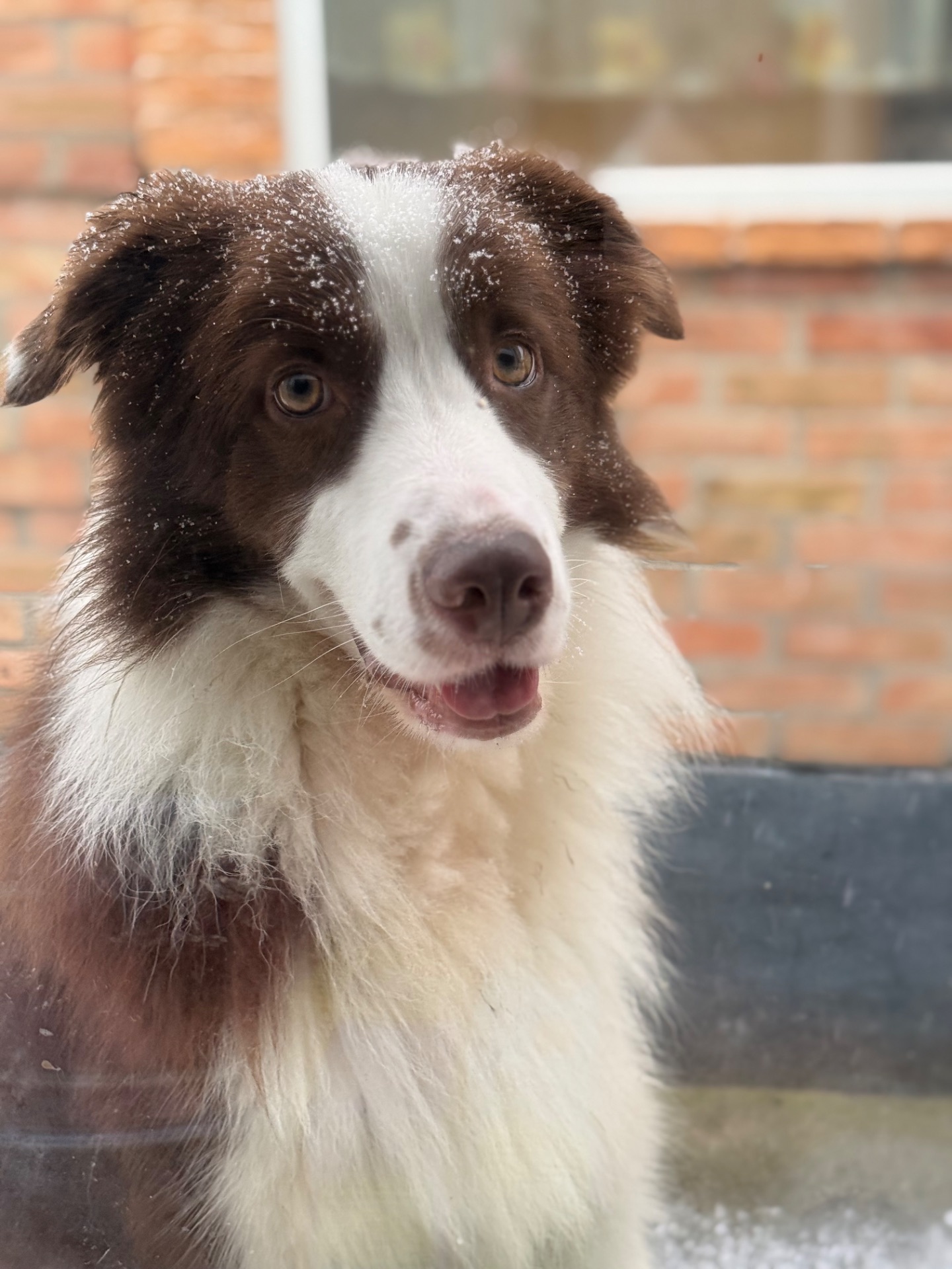 Вʼязка Бордер Коллі