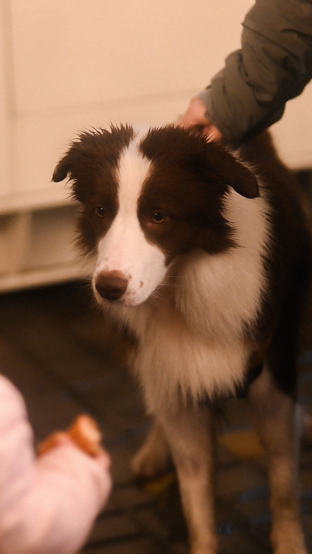 Вʼязка Бордер Коллі