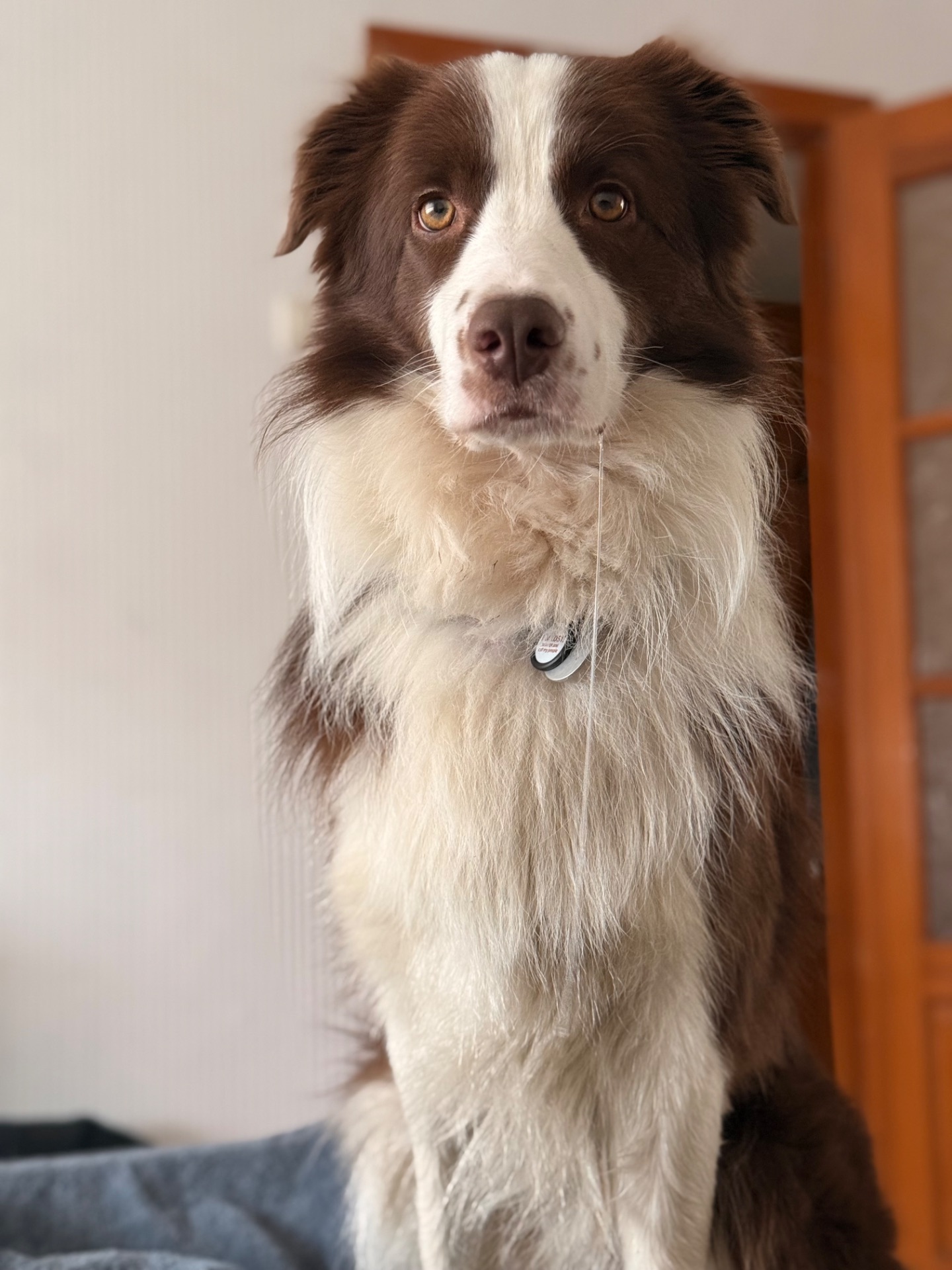 Вʼязка Бордер Коллі