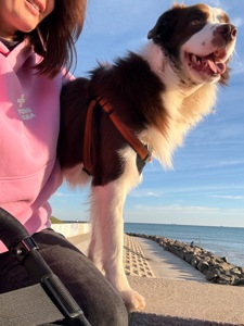 Вʼязка Бордер Коллі