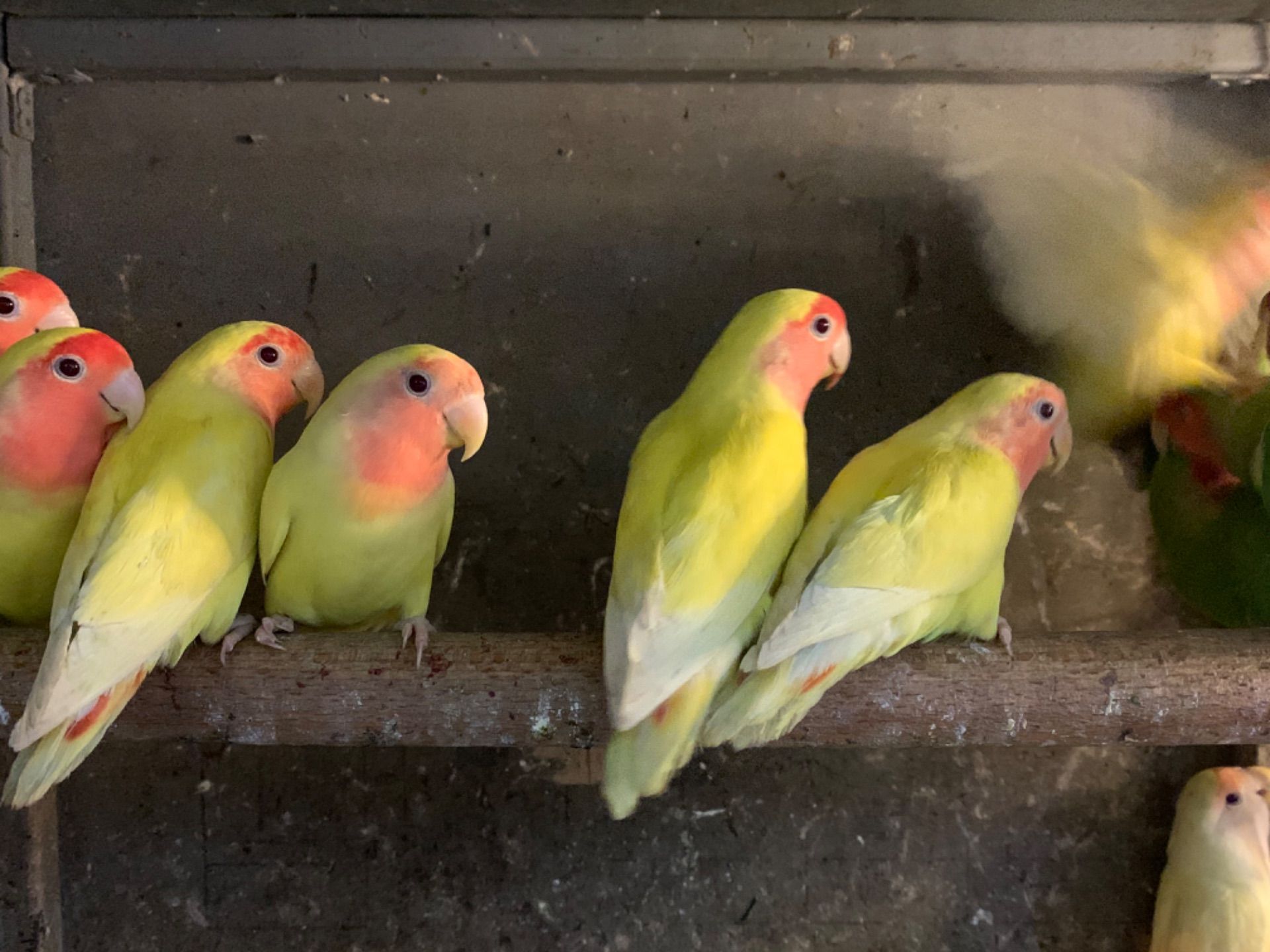 Нерозлучники рідних видів, молоді і сформовані пари