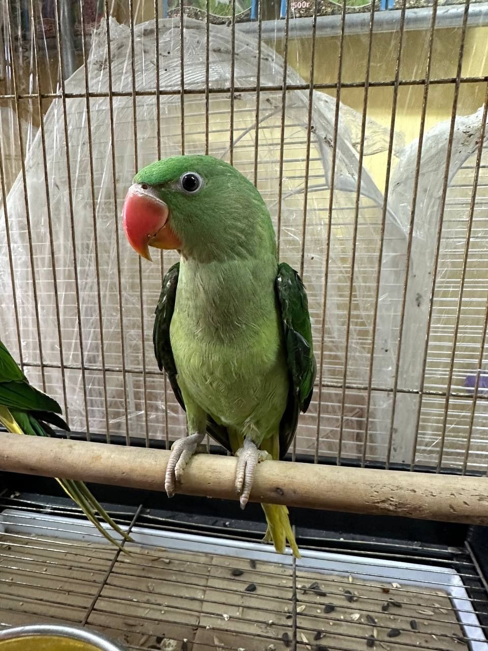 Олександрійські малюки папуги, віком від 3х місяців