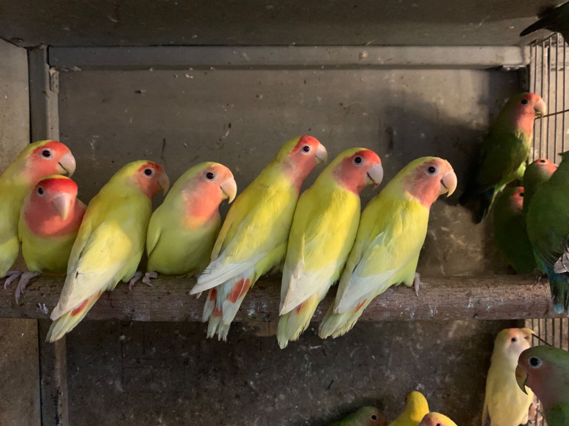 Нерозлучники рідних видів, молоді і сформовані пари