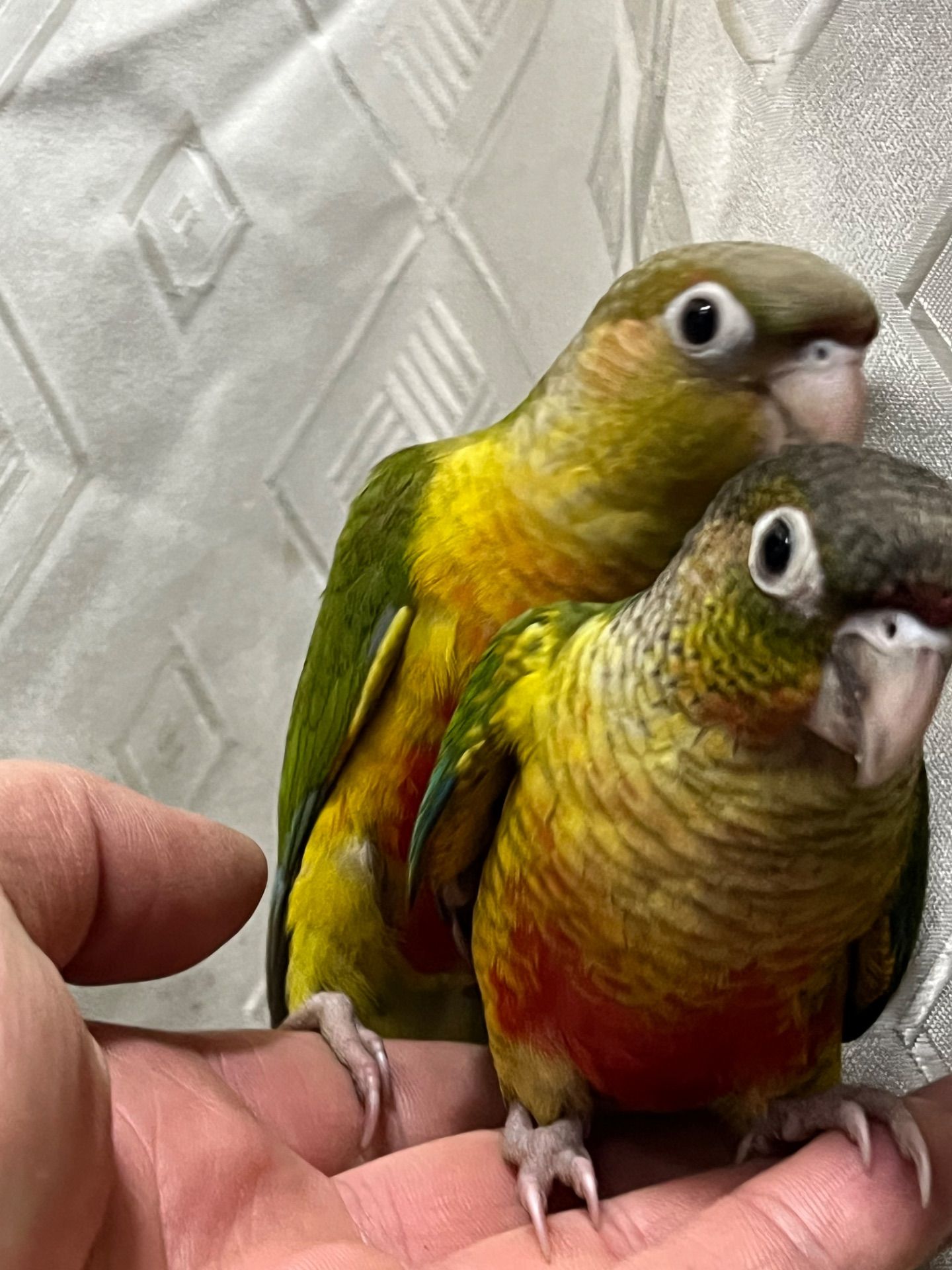 Піррура папуги яскраві малючки