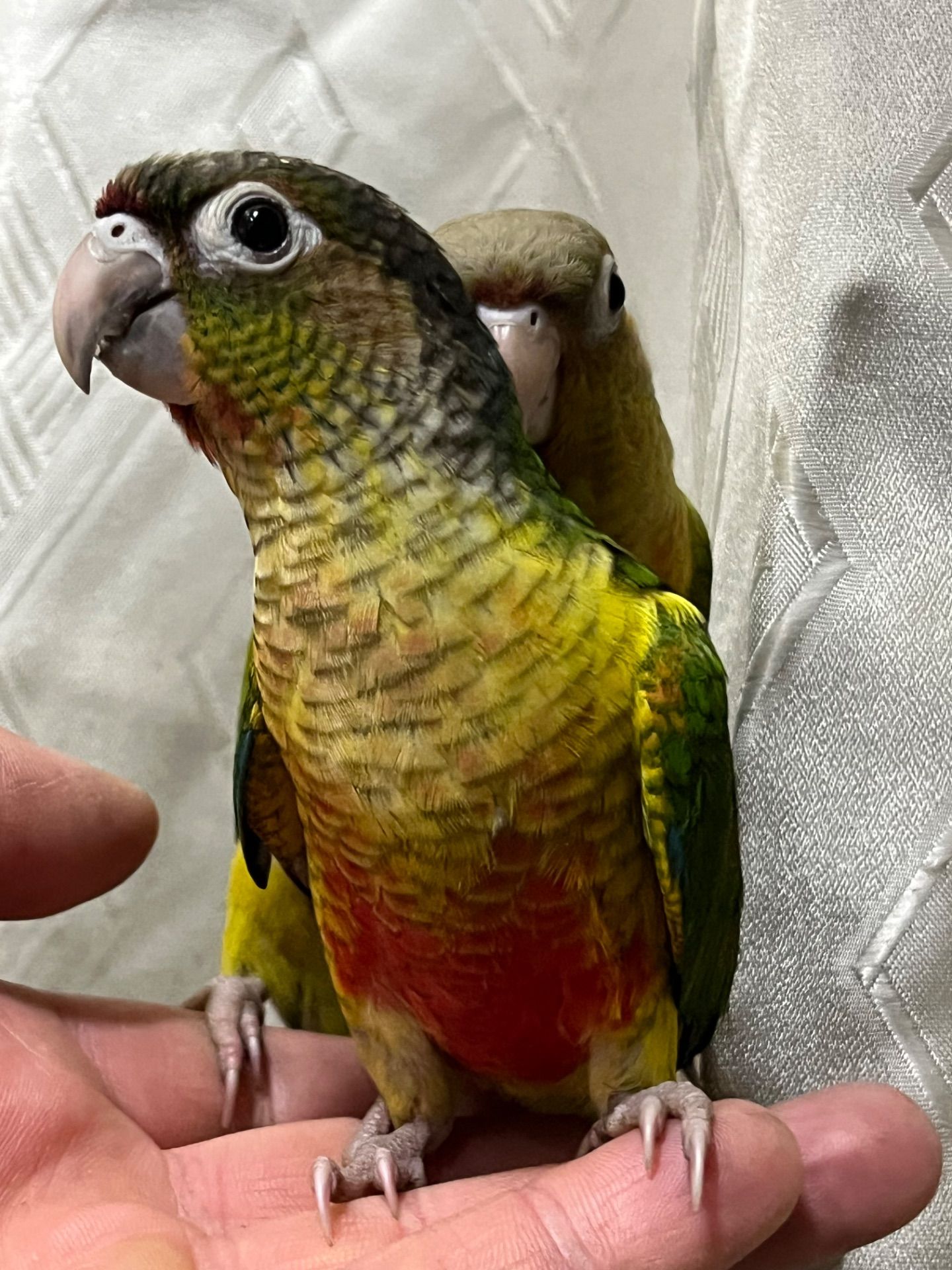 Піррура папуги яскраві малючки