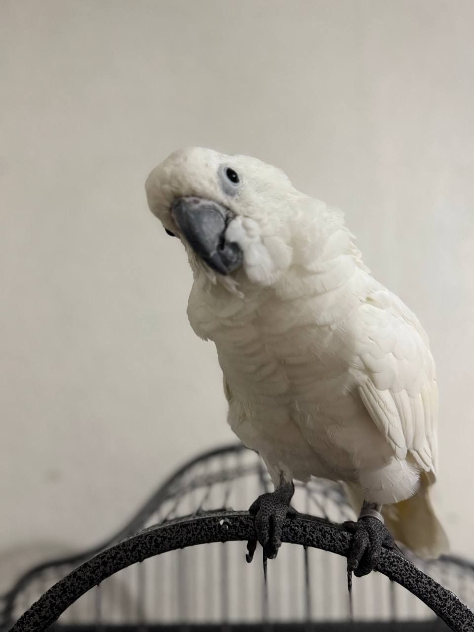 Папуга какаду білий ручний малюк