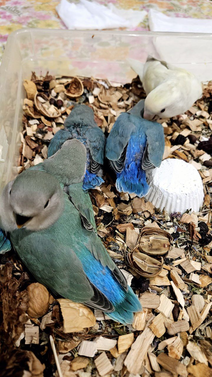 Нерозлучники рідних видів, молоді і сформовані пари