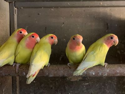 Нерозлучники рідних видів, молоді і сформовані пари