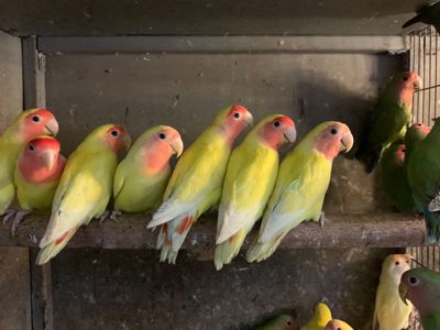 Нерозлучники рідних видів, молоді і сформовані пари