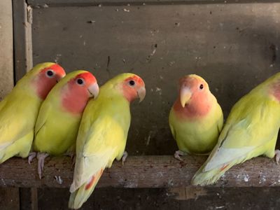 Нерозлучники рідних видів, молоді і сформовані пари