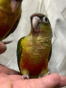 Піррура папуги яскраві малючки