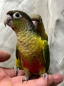 Піррура папуги яскраві малючки