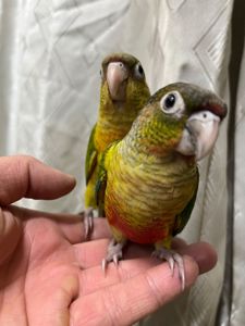 Піррура папуги яскраві малючки