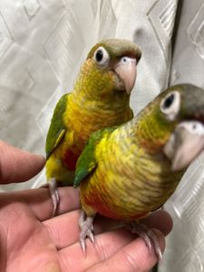 Піррура папуги яскраві малючки