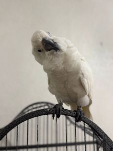 Папуга какаду білий ручний малюк