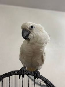 Папуга какаду білий ручний малюк
