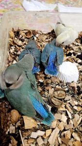 Нерозлучники рідних видів, молоді і сформовані пари