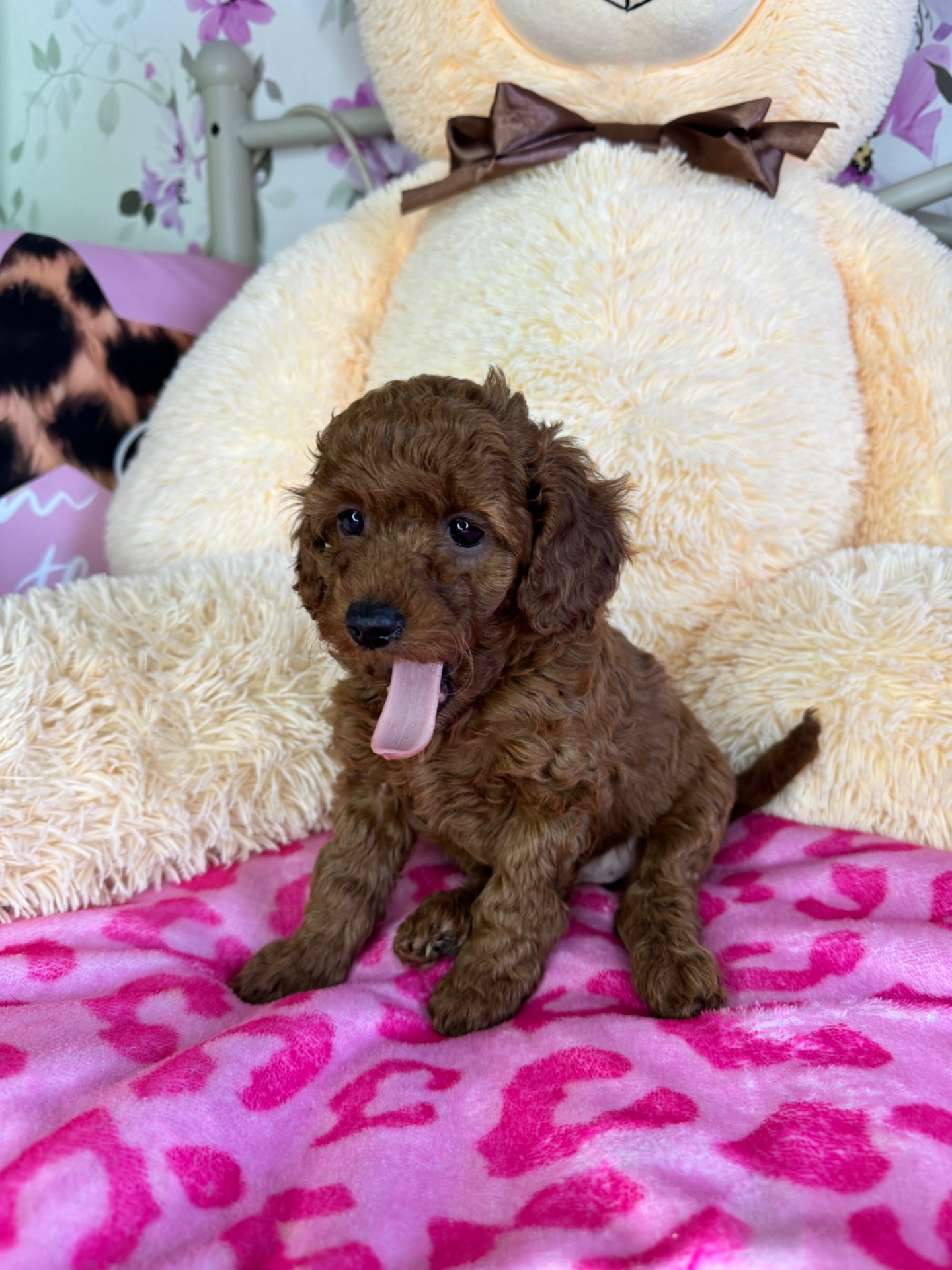 Цуценя мальтіпу F1b – дівчинка Шпуля, яскраво-руда, активна