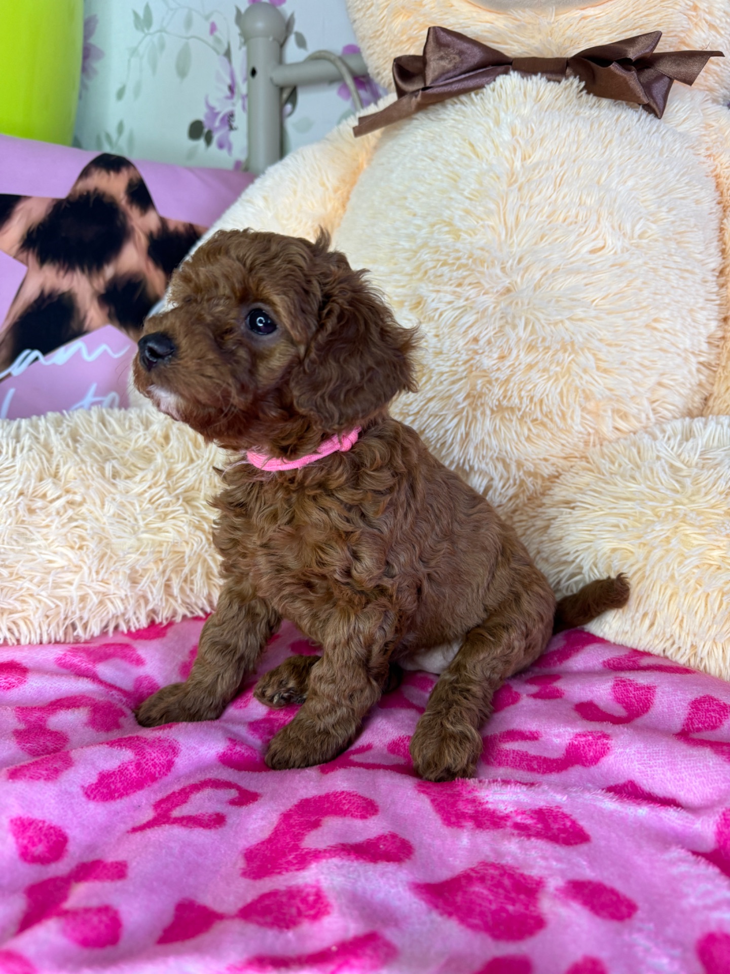 Цуценя мальтіпу F1b – дівчинка Шпуля, яскраво-руда, активна