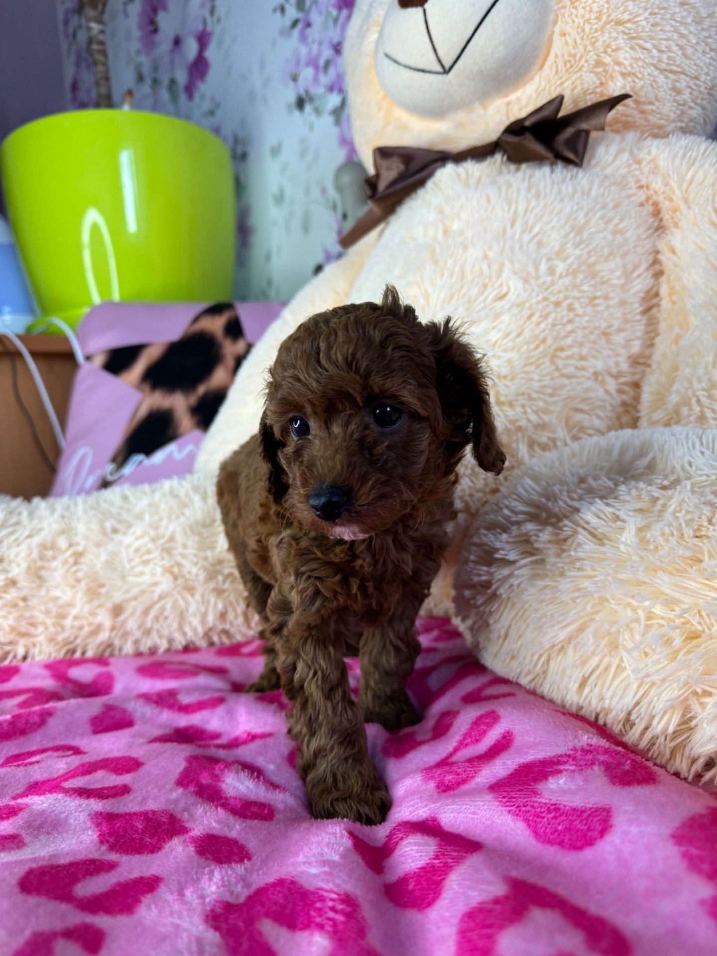 Цуценя мальтіпу F1b – дівчинка Шпуля, яскраво-руда, активна