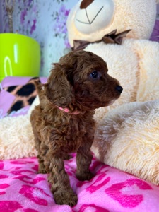 Цуценя мальтіпу F1b – дівчинка Шпуля, яскраво-руда, активна