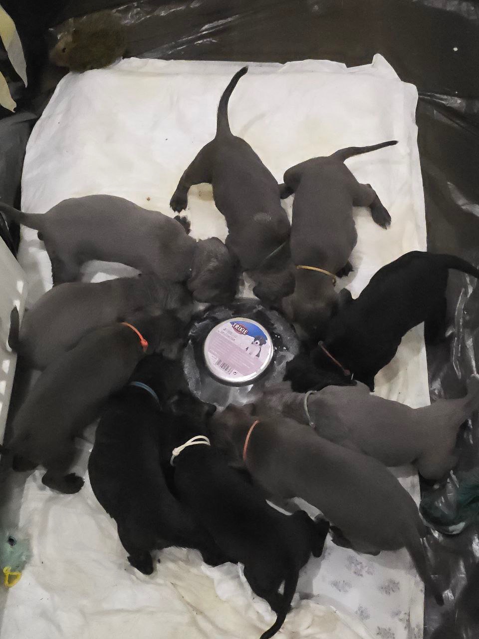 Відкрито бронювання: елітні цуценята Кане- корсо Італіано