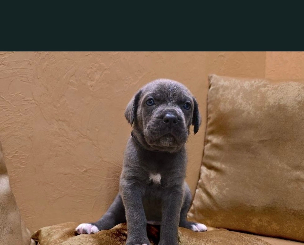 Відкрито бронювання: елітні цуценята Кане- корсо Італіано