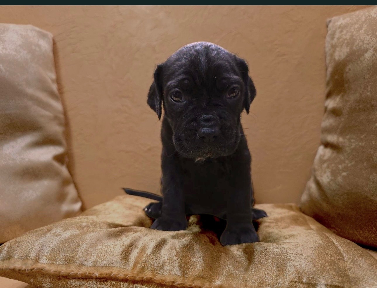 Відкрито бронювання: елітні цуценята Кане- корсо Італіано