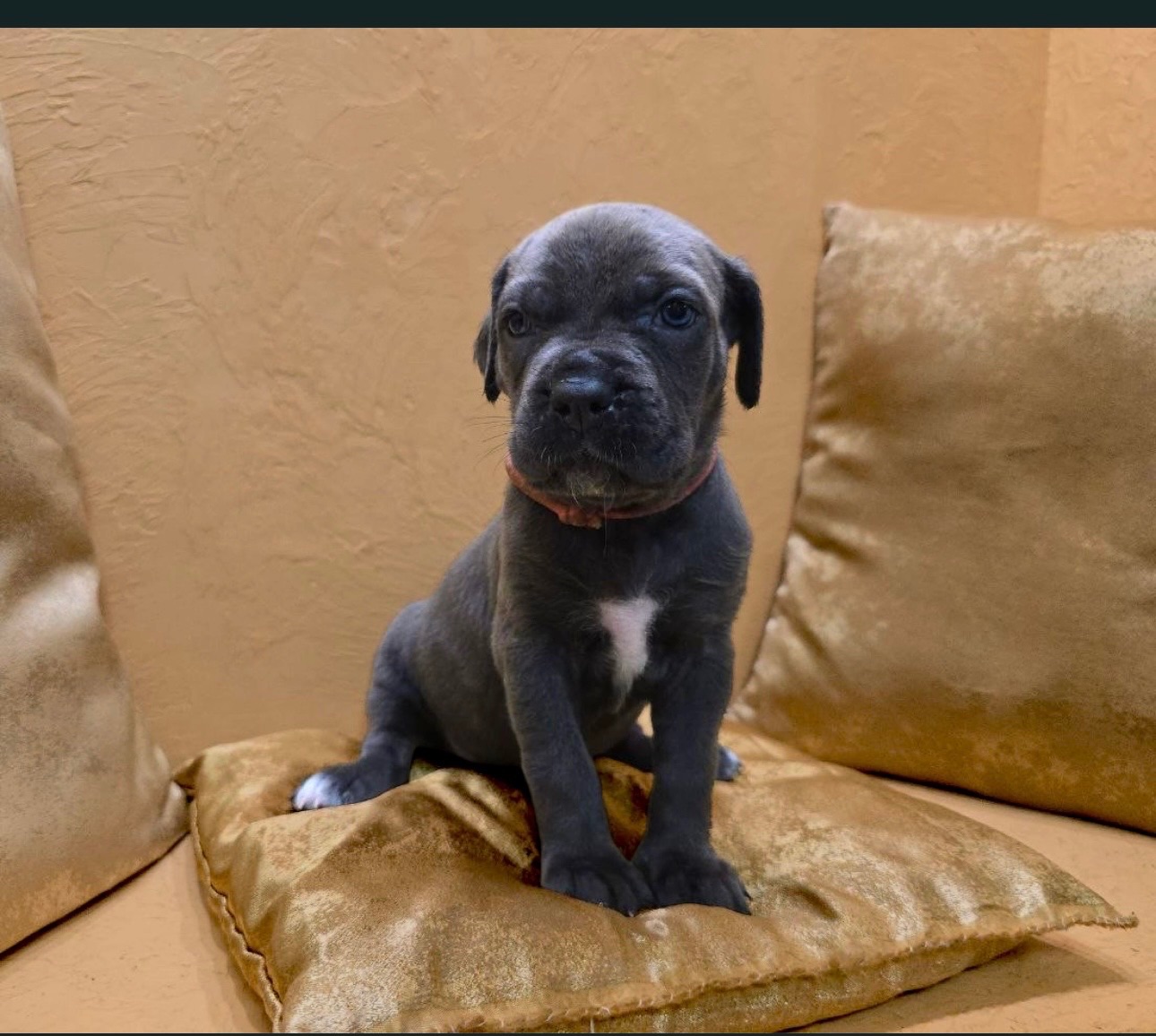 Відкрито бронювання: елітні цуценята Кане- корсо Італіано