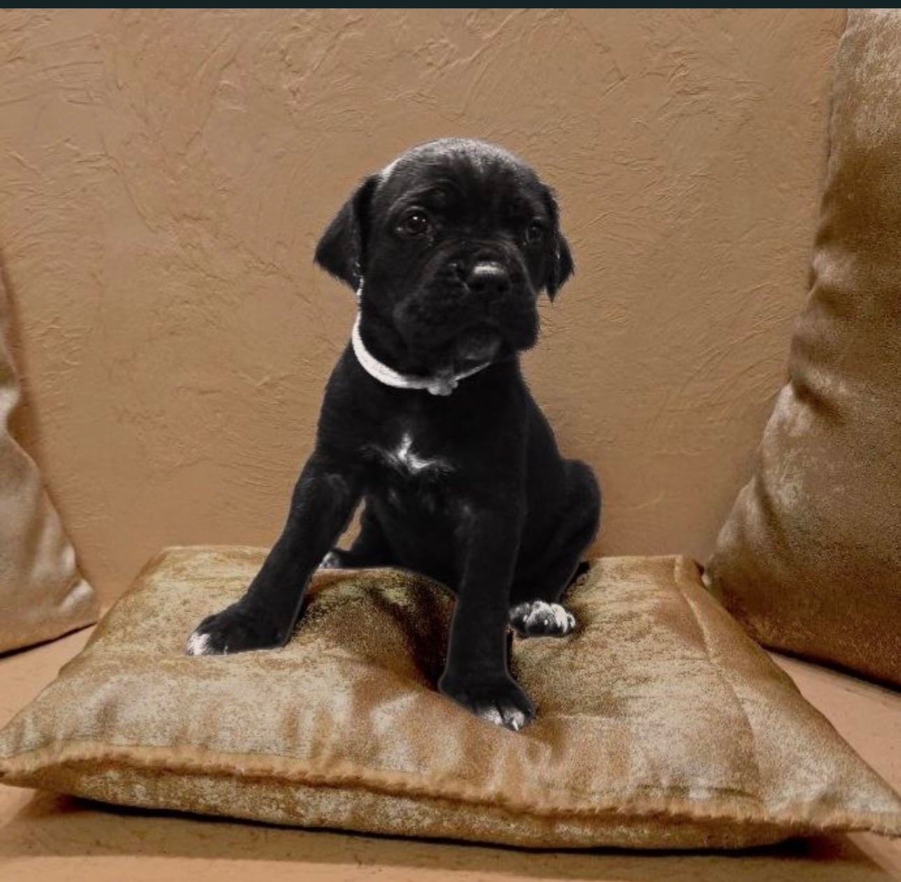 Відкрито бронювання: елітні цуценята Кане- корсо Італіано