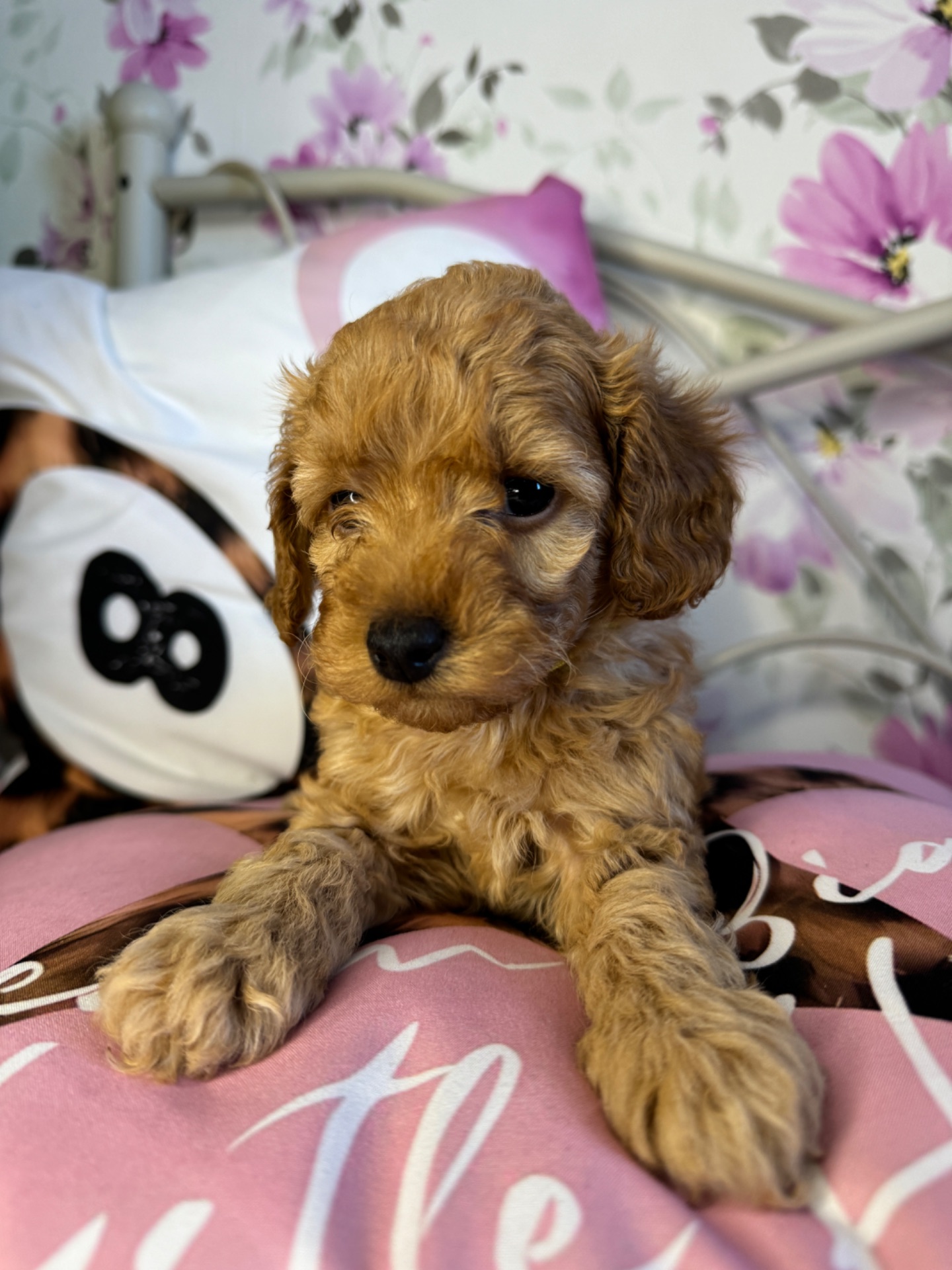 Цуценя мальтіпу F1b – хлопчик Голд, пісочного кольору