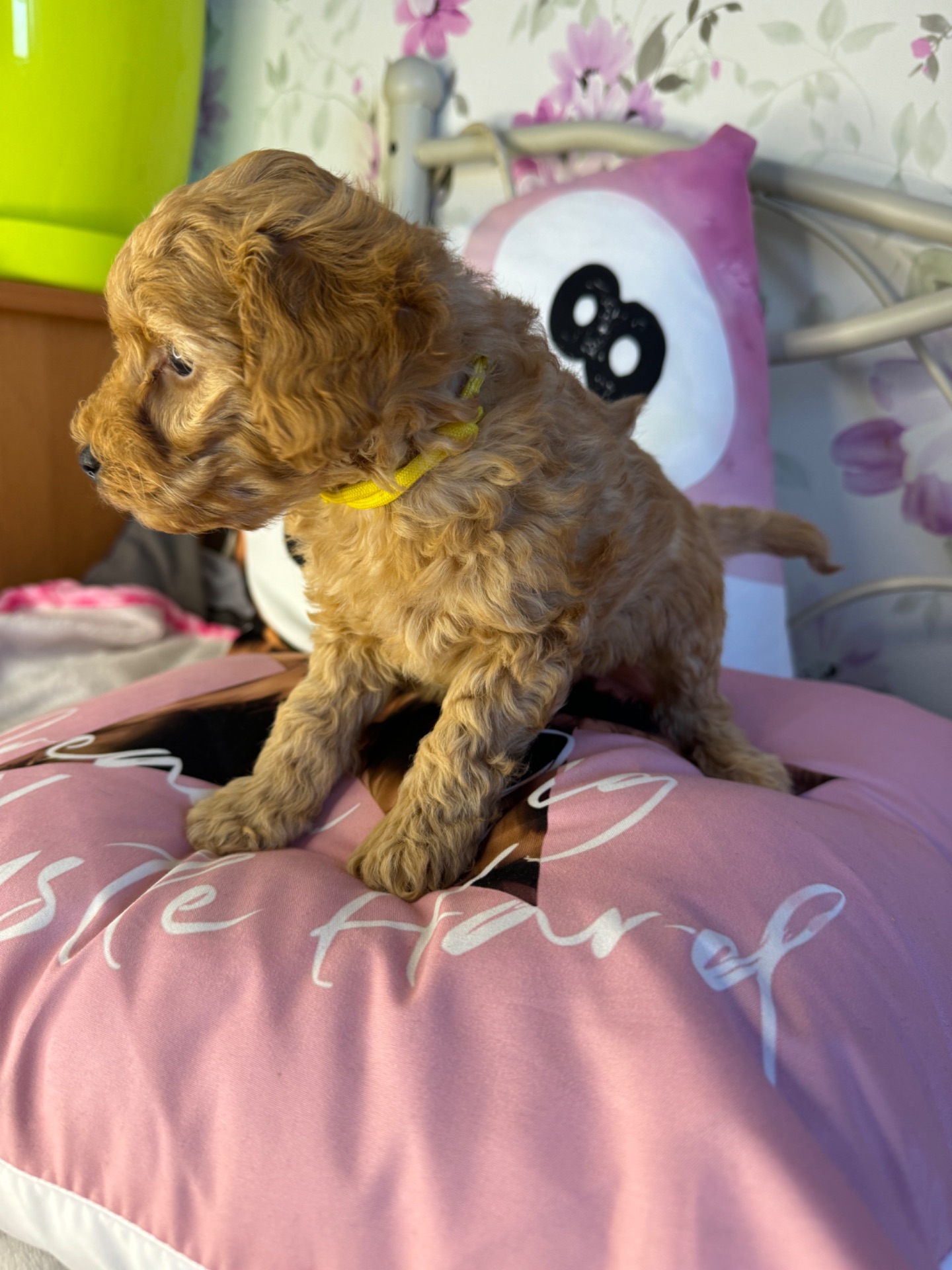 Цуценя мальтіпу F1b – хлопчик Голд, пісочного кольору