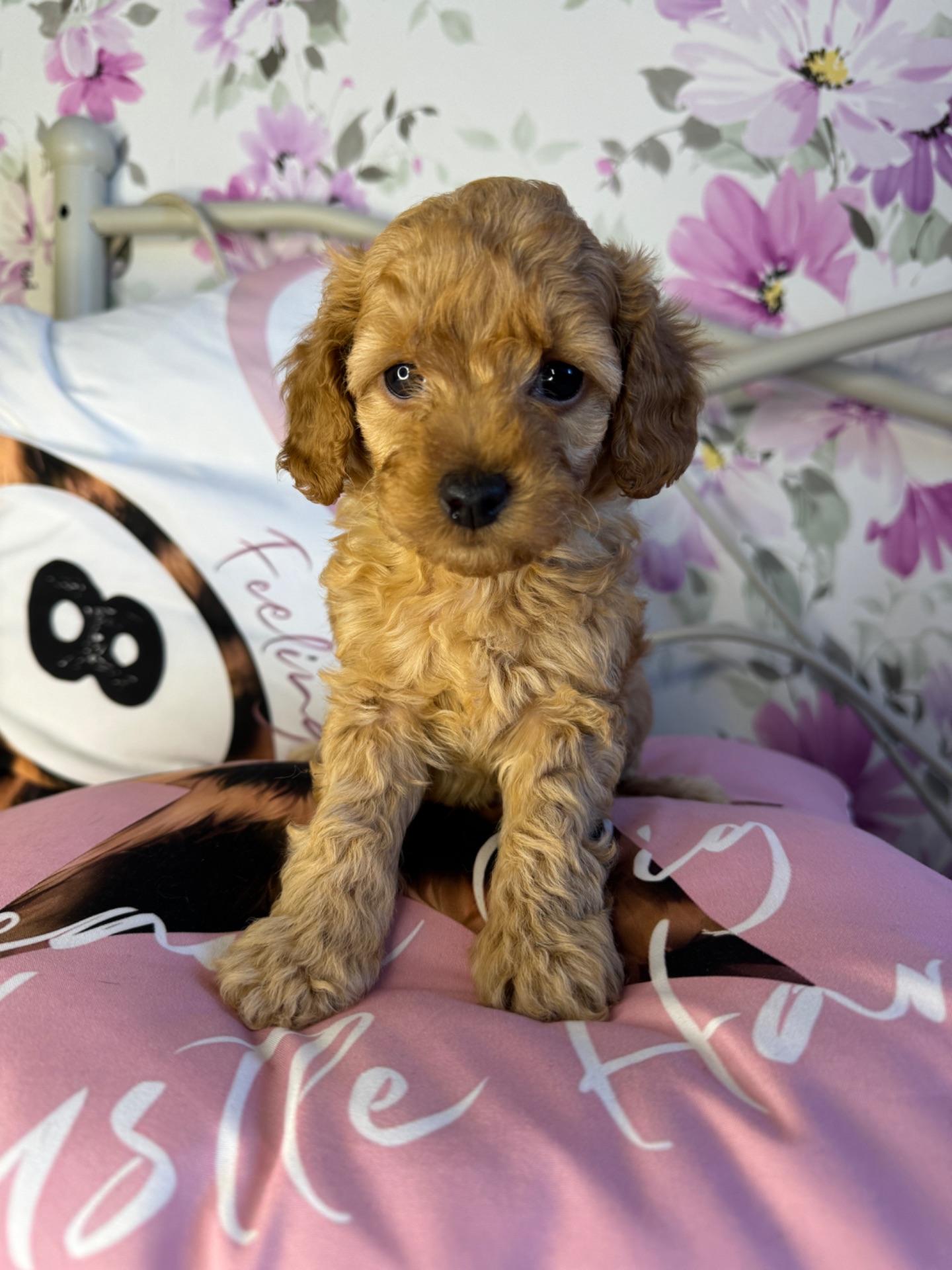 Цуценя мальтіпу F1b – хлопчик Голд, пісочного кольору