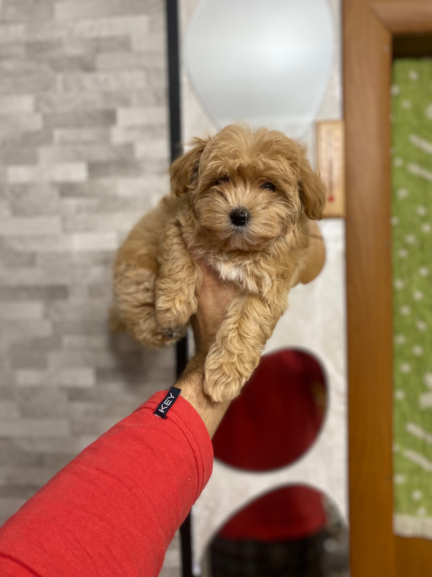 Цуценя мальтіпу дуже гарні і красиві